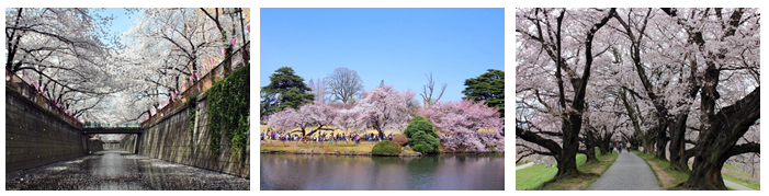 日本櫻花景點排名